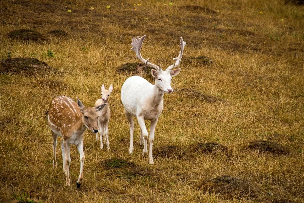 Does My Insurance Cover Hitting A Deer