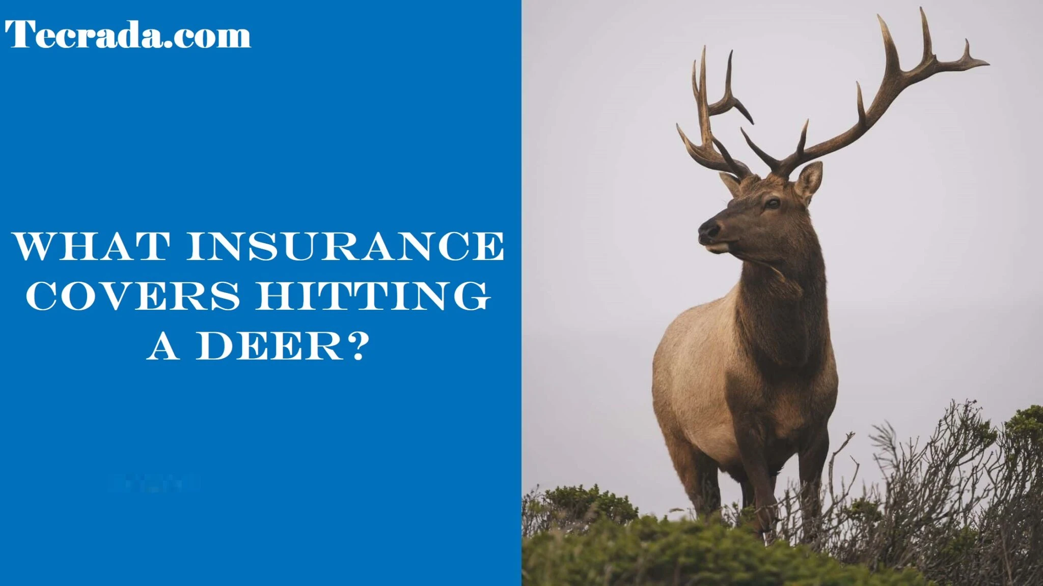 Insurance Coverage for Accidents with Deer